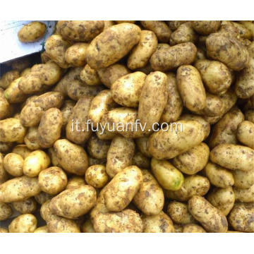 Hotsale patate fresche di buona qualità